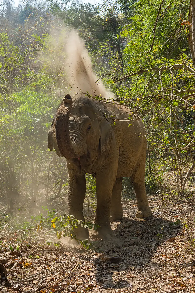 Elephant Forest dustbath Mandalao Laos