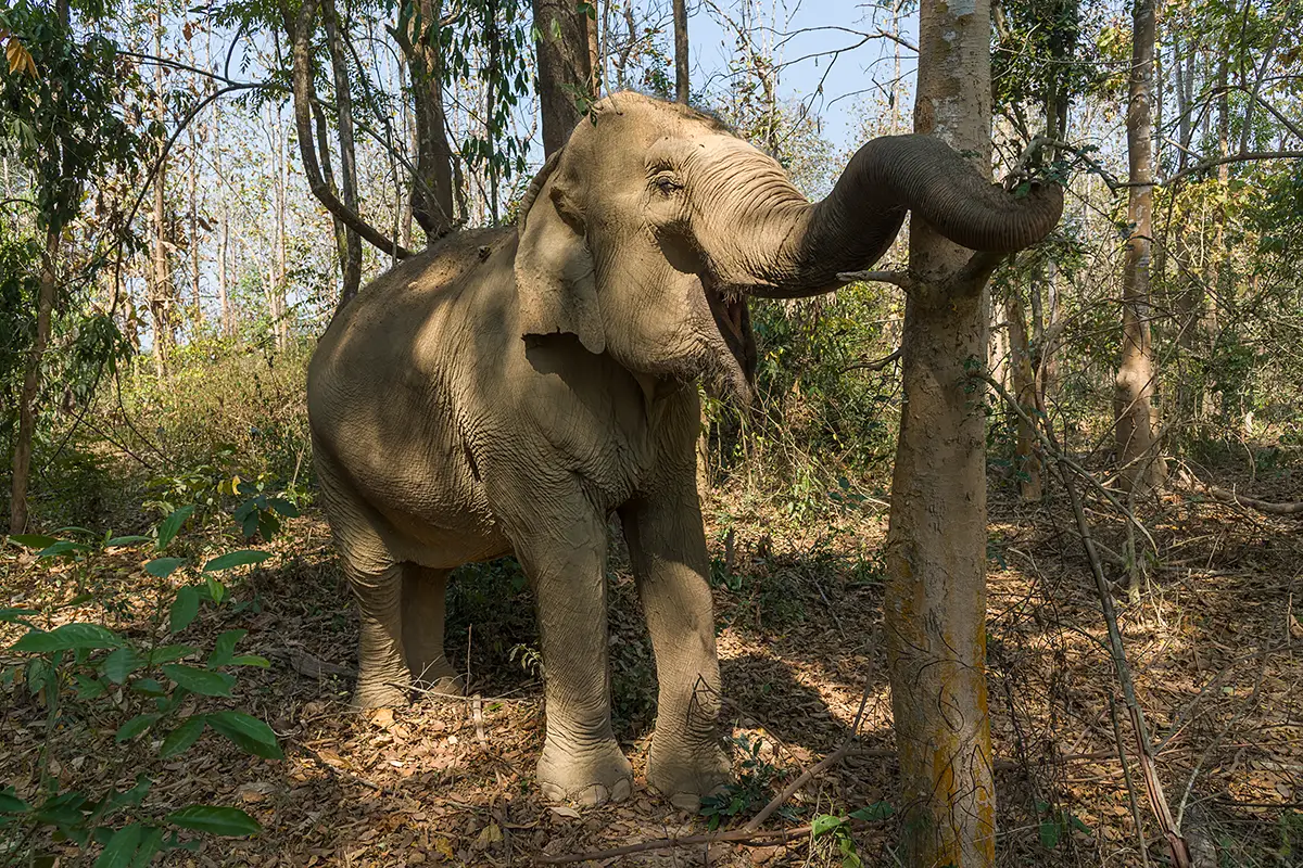 Ethical elephant encounters Mandalao Luang Prabang