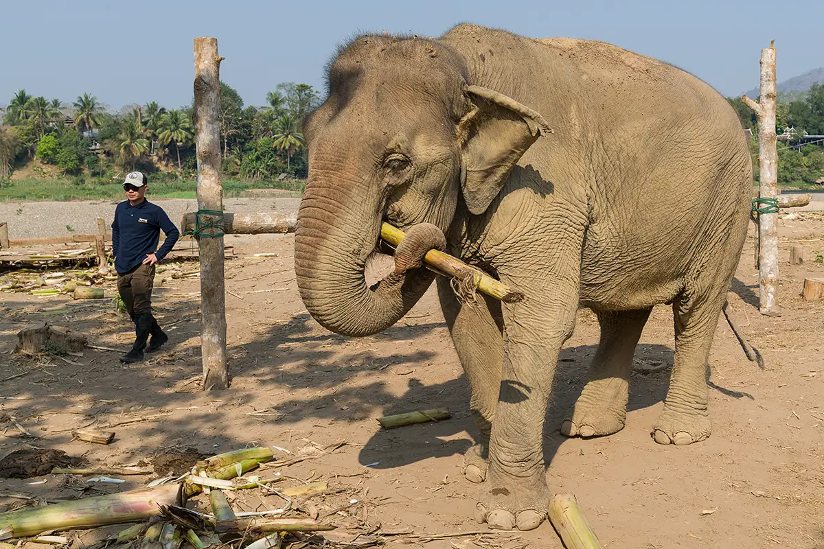 Feeding elephants ethically Mandalao Laos