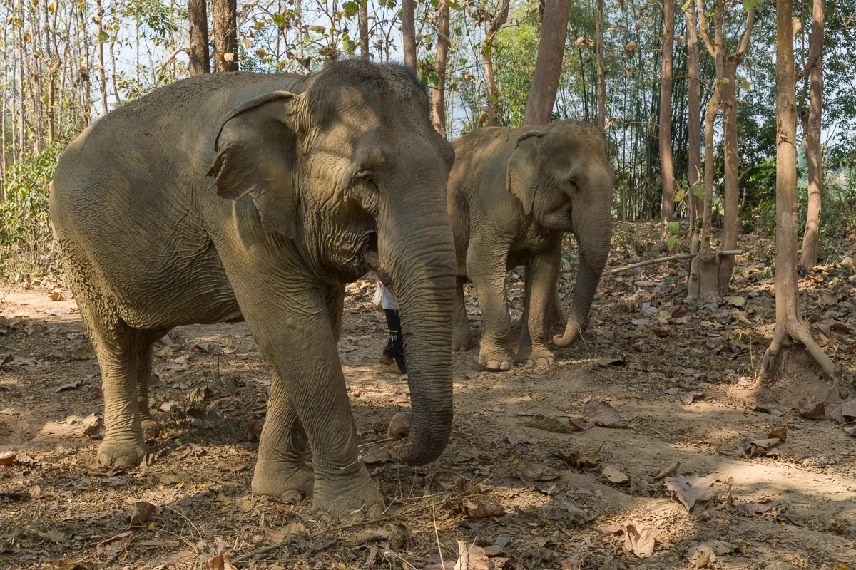 Photograph and walk with elephants at Mandalao Elephant Rescue Sanctuary