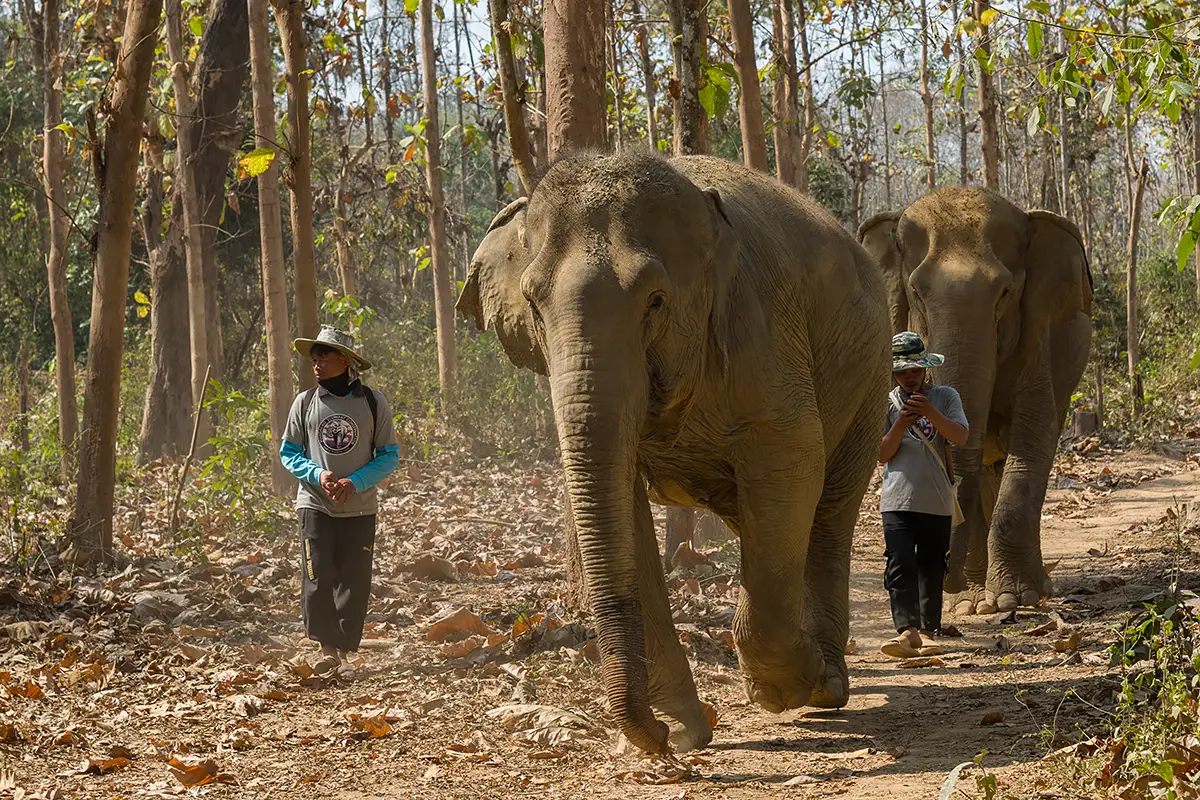 Mandalao elephant sanctuary - walking with elephants ethically