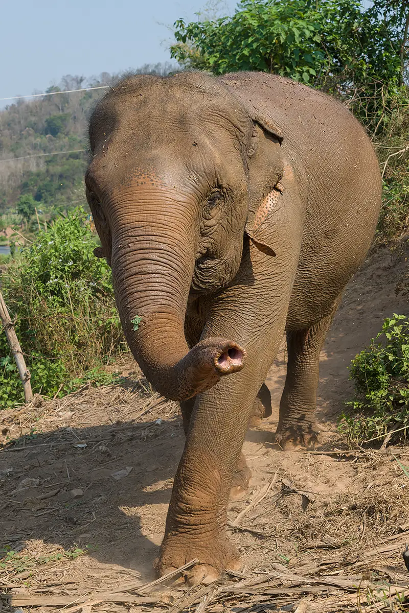 Photographing elephants ethically Mandalao Laos