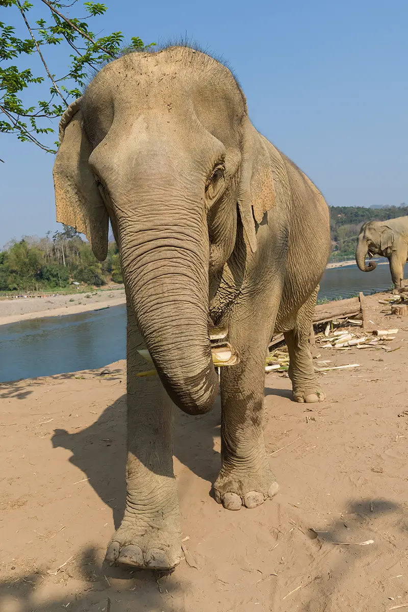Walking with elephants ethically Mandalao laos