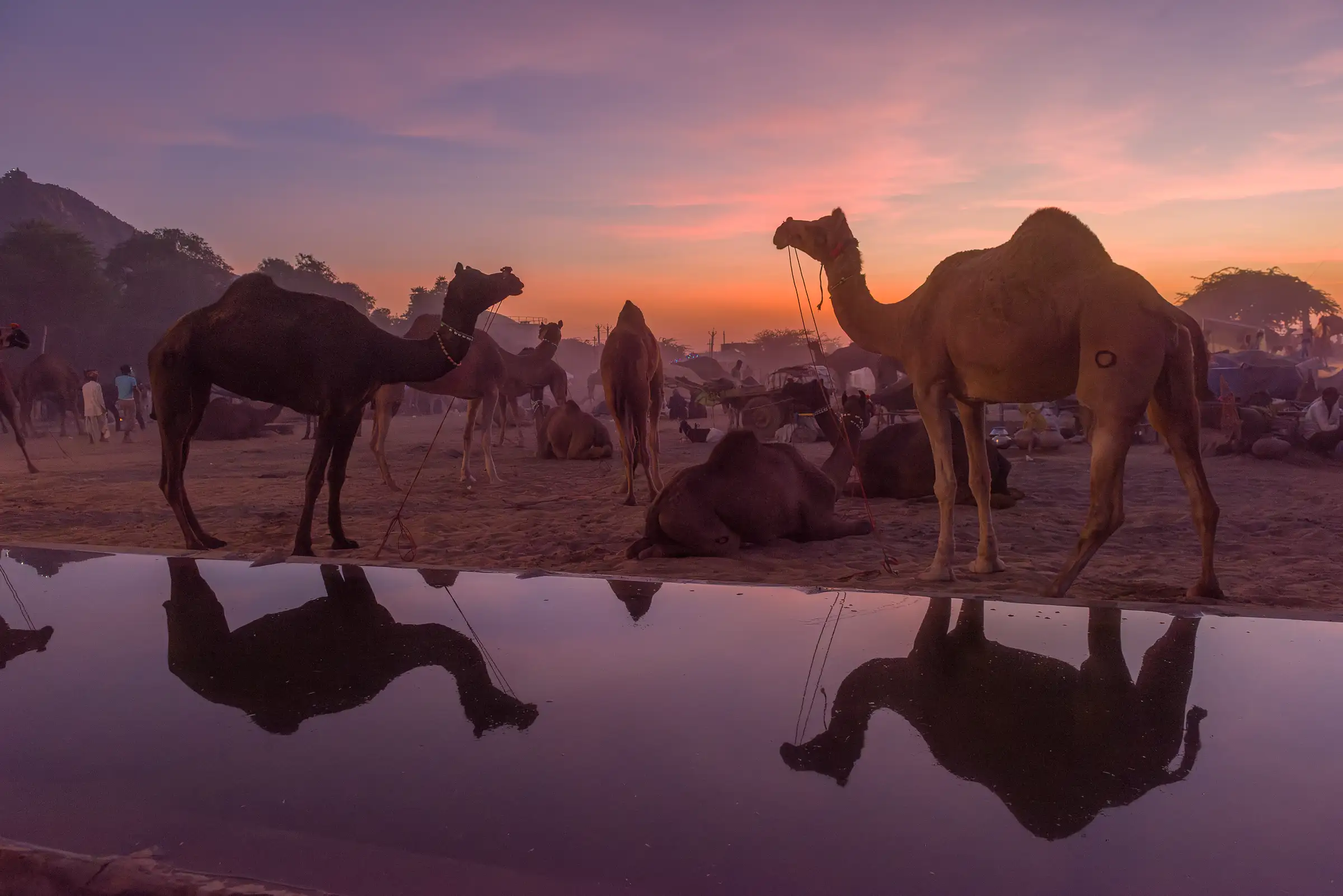 Photographing Pushkar Mela camels relfecltions at sunset