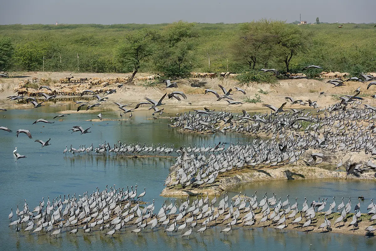 Rajasthan Photo Tour - Guda Bishnoiyan Wildlife Reserve Demoiselle Cranes