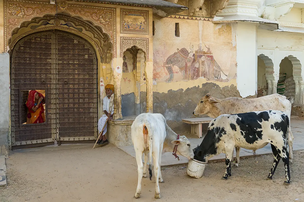 Rajasthan Photo Tour - Painted Shekhawati exploration